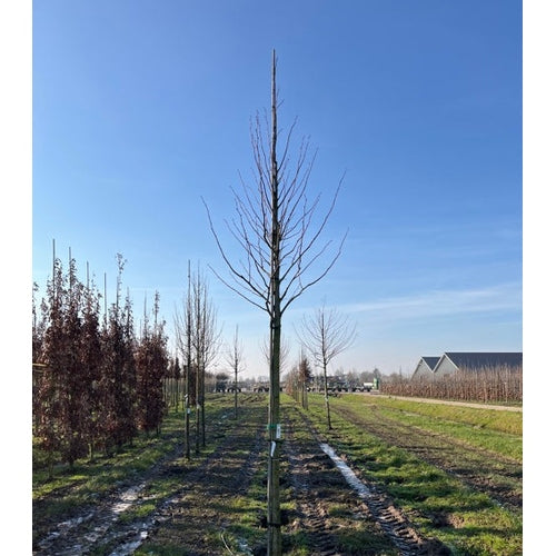 Bohuslind - Tilia platyphyllos - Stammens omkrets 20-25 cm, höjd 4-4,5 meter, HS, DRKL